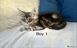Maine Coon cats for sale: XXL  Ready Now TICA pure bread Maine Coon Kittens  - Image 31