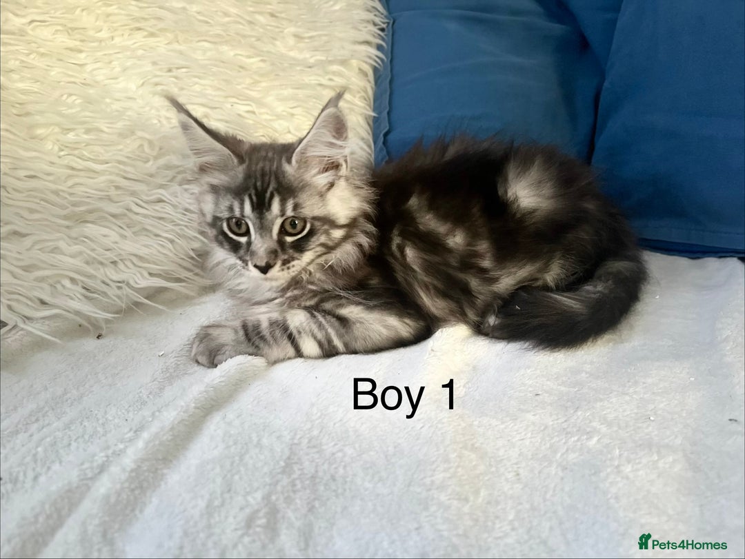 Maine Coon cats for sale: XXL  Ready Now TICA pure bread Maine Coon Kittens  - Image 31