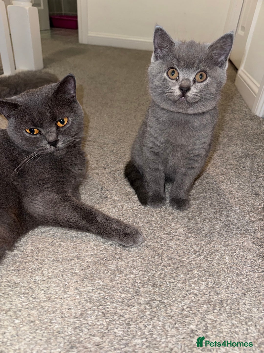 British Shorthair cats for sale: British shorthair kittens 🐈‍⬛ - Advert 36