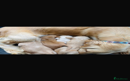 Golden Retriever dogs for sale: Kc reg golden retriever girl ready to leave now - Image 6