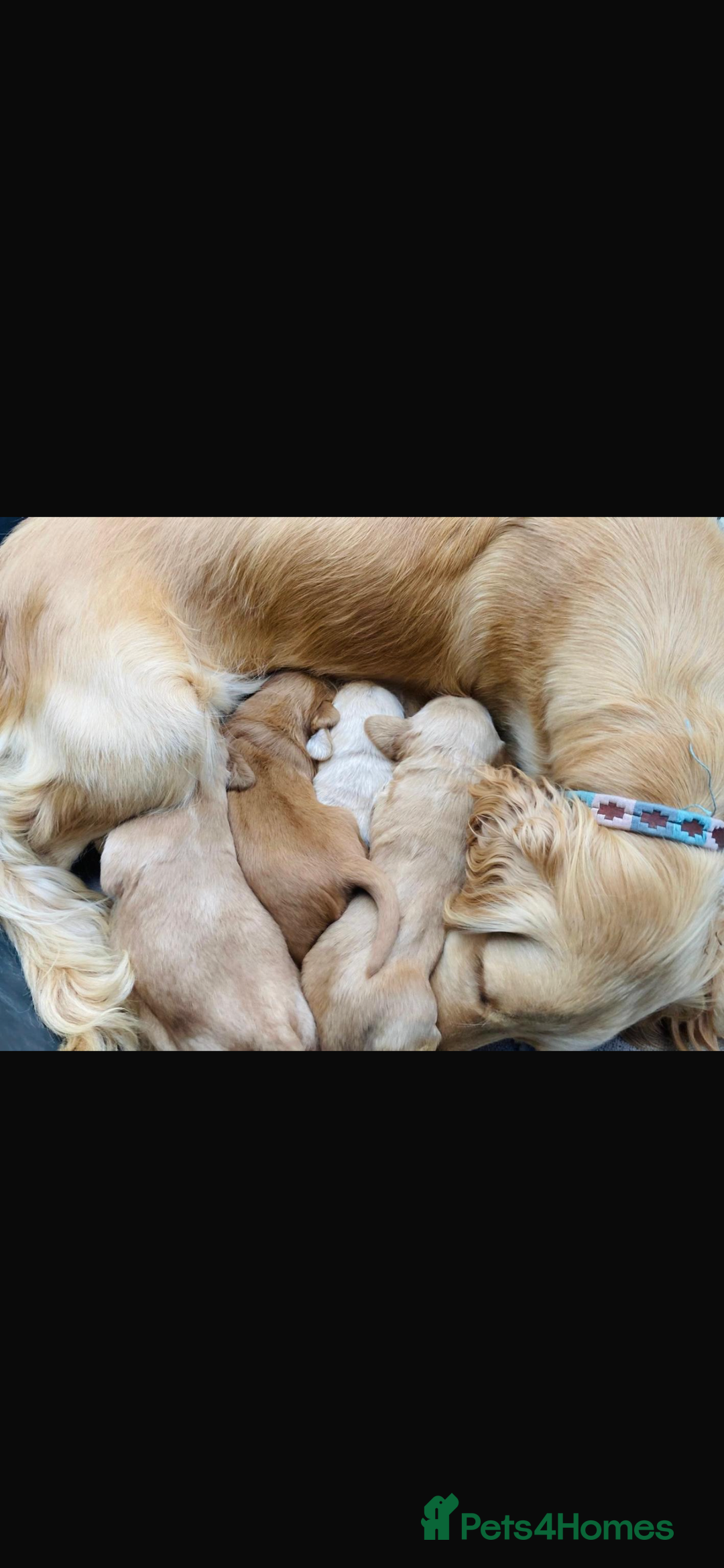 Golden Retriever dogs for sale: Kc reg golden retriever girl ready to leave now - Image 6
