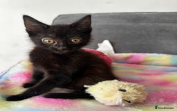 Mixed Breed cats for sale: MAINECOON X NEEDING HOME👀🏡 - Image 4