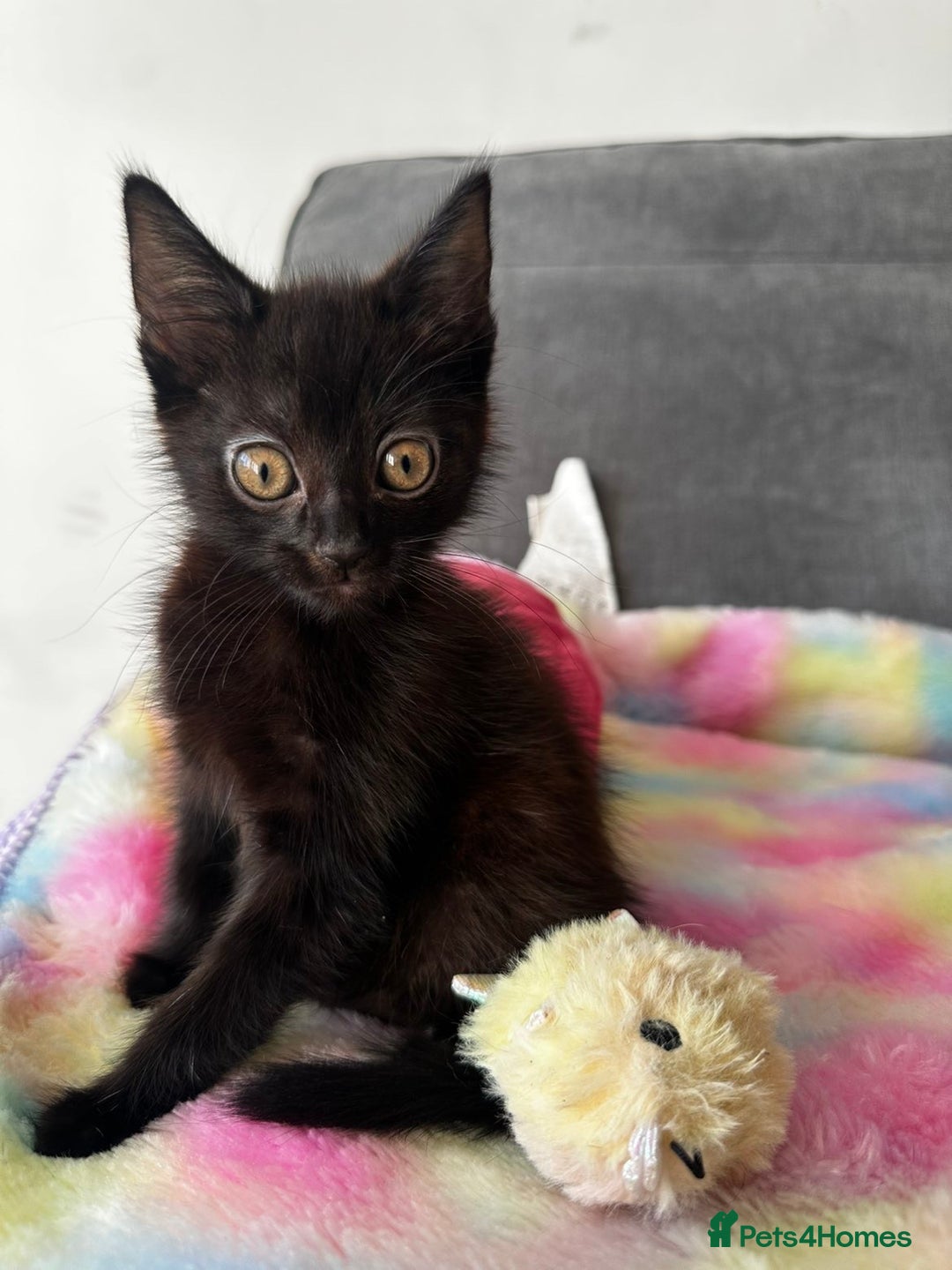 Mixed Breed cats for sale: MAINECOON X NEEDING HOME👀🏡 - Image 4