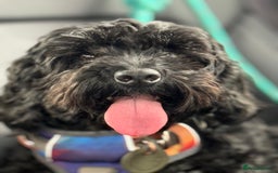 Cockapoo dogs for sale: F1 Cockapoo's - Image 15