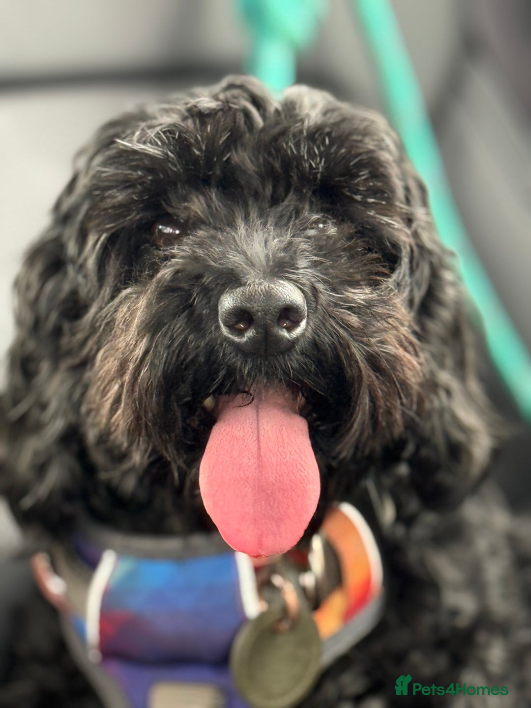 Cockapoo dogs for sale: F1 Cockapoo's - Image 15