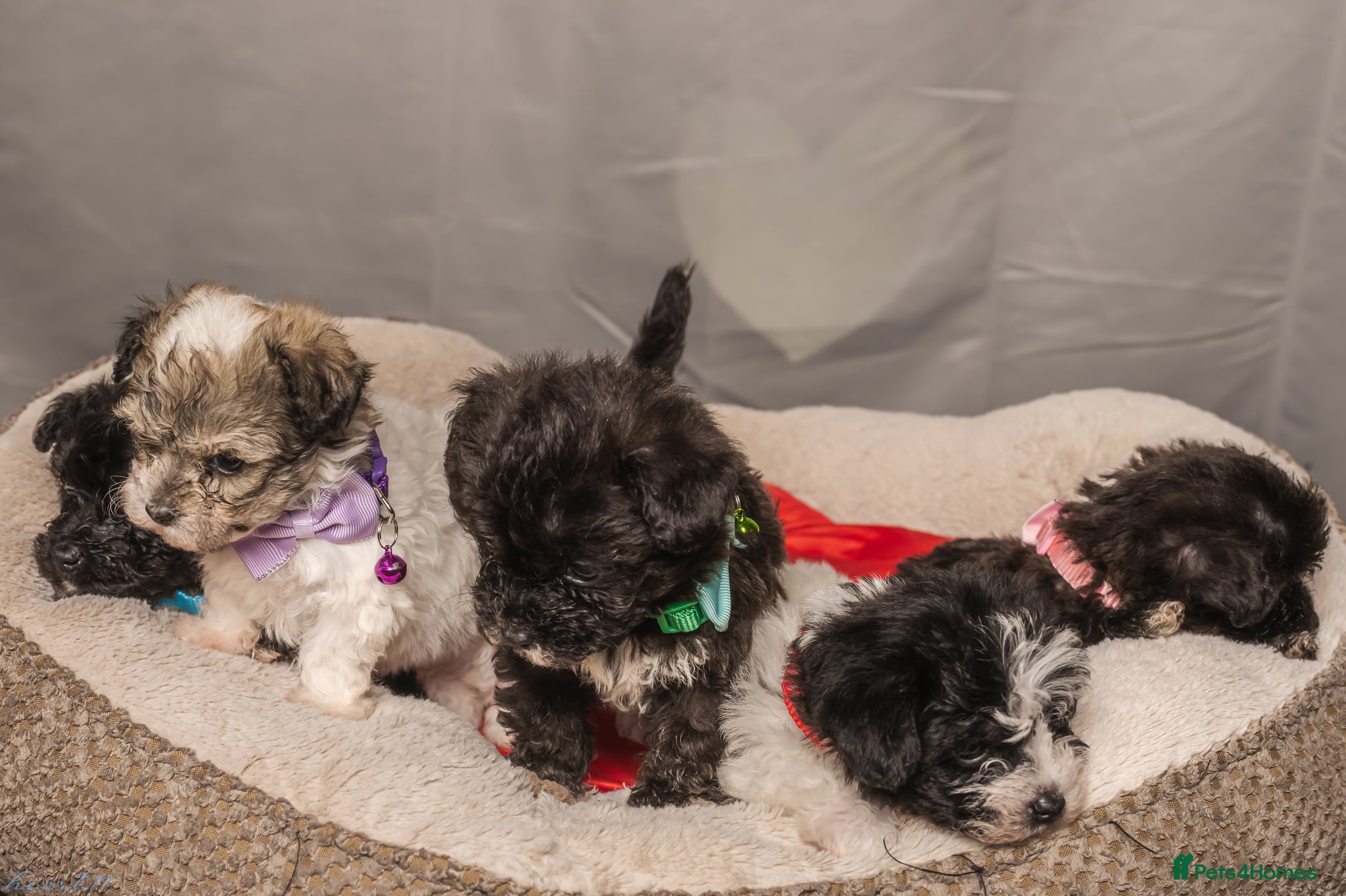 Bichon Frise dogs 5 Bichon Frisè x Maltese puppies for sale  - Advert 10