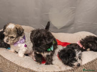 Bichon Frise dogs 5 Bichon Frisè x Maltese puppies for sale - Advert 4