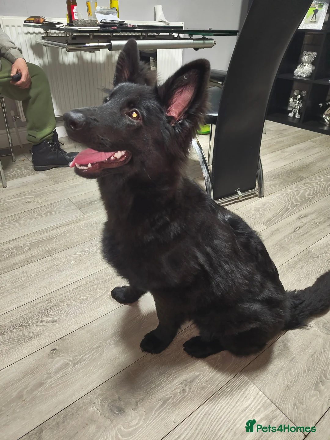 German Shepherd dogs for sale: femal 6 mounth old  in Brierley Hill - Advert 2