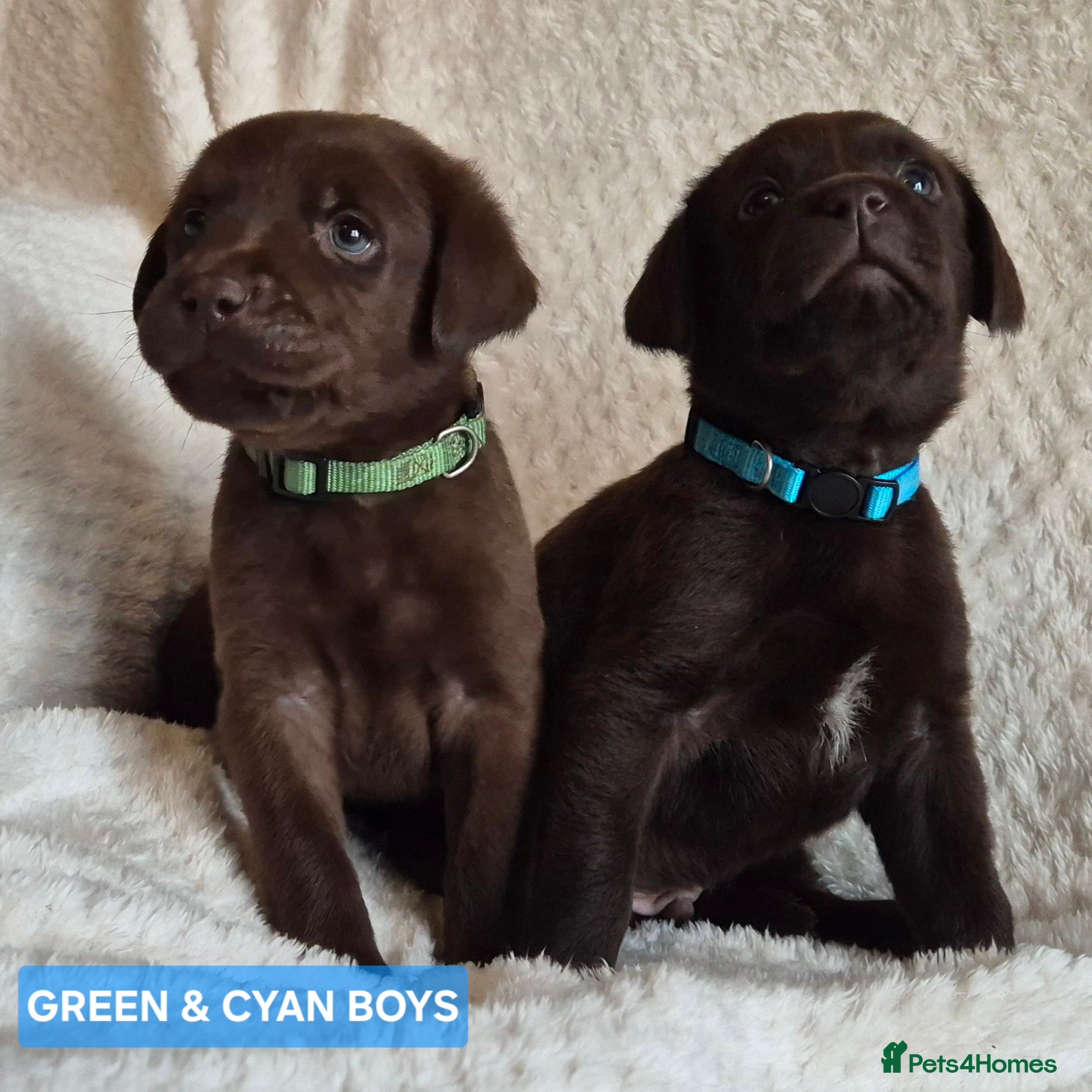 Labrador Retriever dogs Exceptional KC Reg Chocolate Labrador Puppies - Advert 6