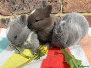 Netherland Dwarf rabbits Sweet Chocolate and blue Netherland Dwarf bunnies - Advert 2