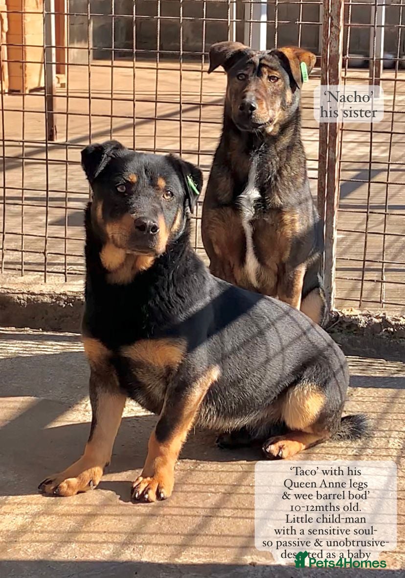 Mixed Breed dogs Taco, 10-12 months old. Available for adoption. - Advert 6