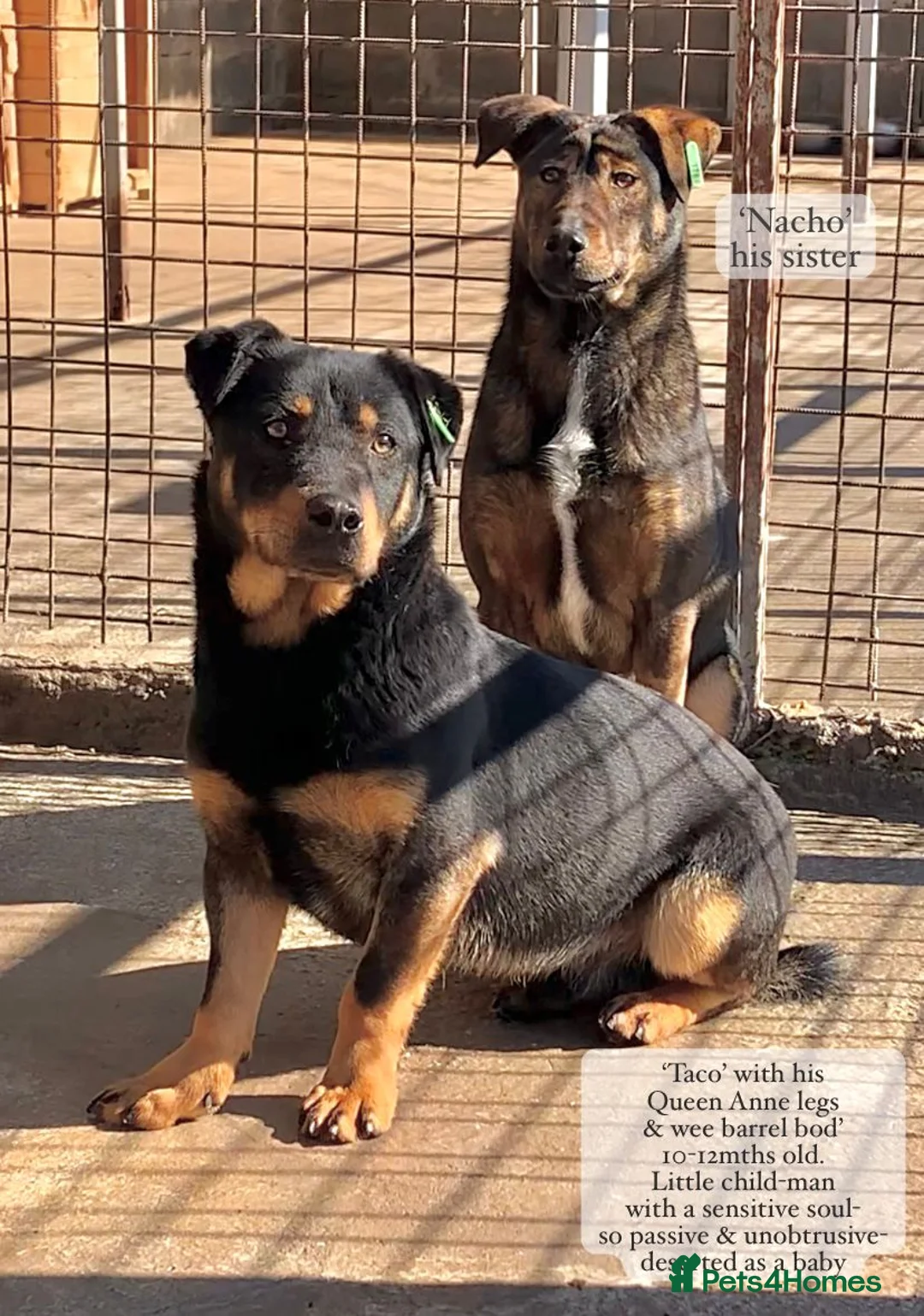 Mixed Breed dogs for adoption: Taco, 10-12 months old. Available for adoption. - Advert 1