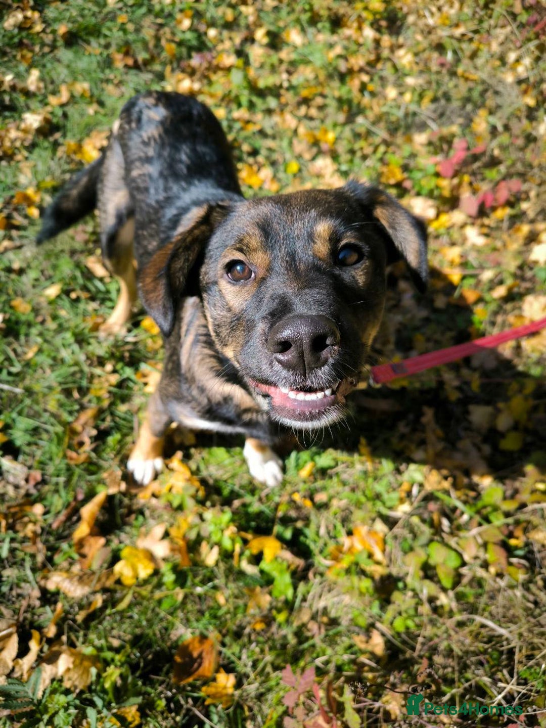 Mixed Breed dogs for adoption: 💙🐶 KOKOS 🐶💙 - Advert 23