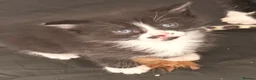Mixed Breed cats for sale: Black with white markings  - Advert 9