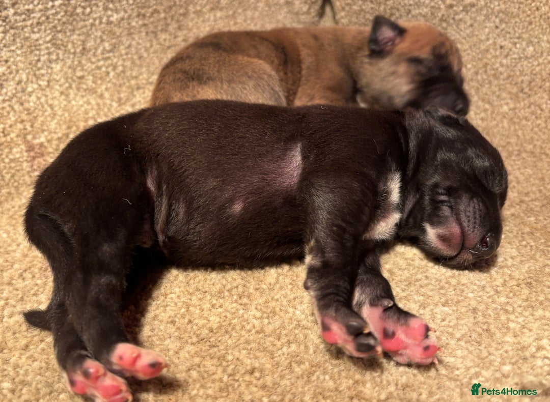 Whippet dogs for sale: Beautiful KC registered Whippet puppies - Advert 6