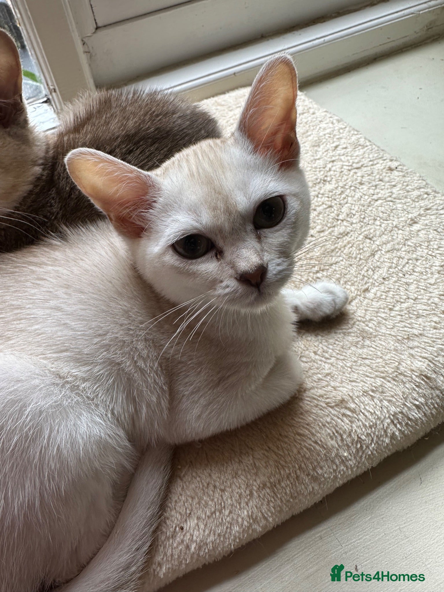 Burmese cats GCcF reg pedigree kittens  - Advert 9