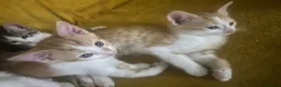 Mixed Breed cats for sale: GORGEOUS KITTENS  - Advert 2