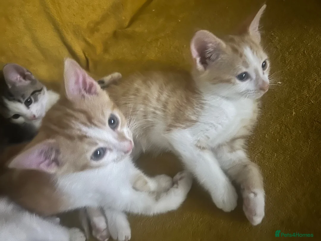 Mixed Breed cats for sale: GORGEOUS KITTENS  - Advert 2