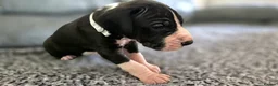 Great Dane dogs for sale: Exceptional Great Dane puppies 🐶  - Advert 16