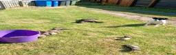 Ferret rodents for sale: Eu  black hybrids  - Advert 2