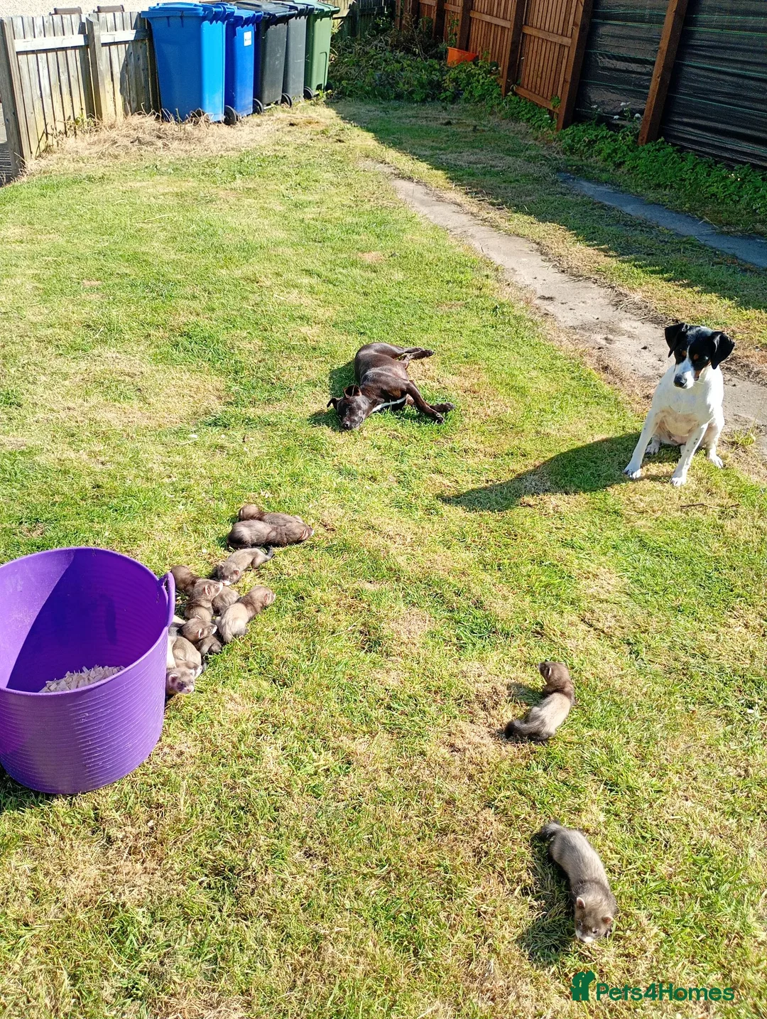 Ferret rodents for sale: Eu  black hybrids  - Advert 2
