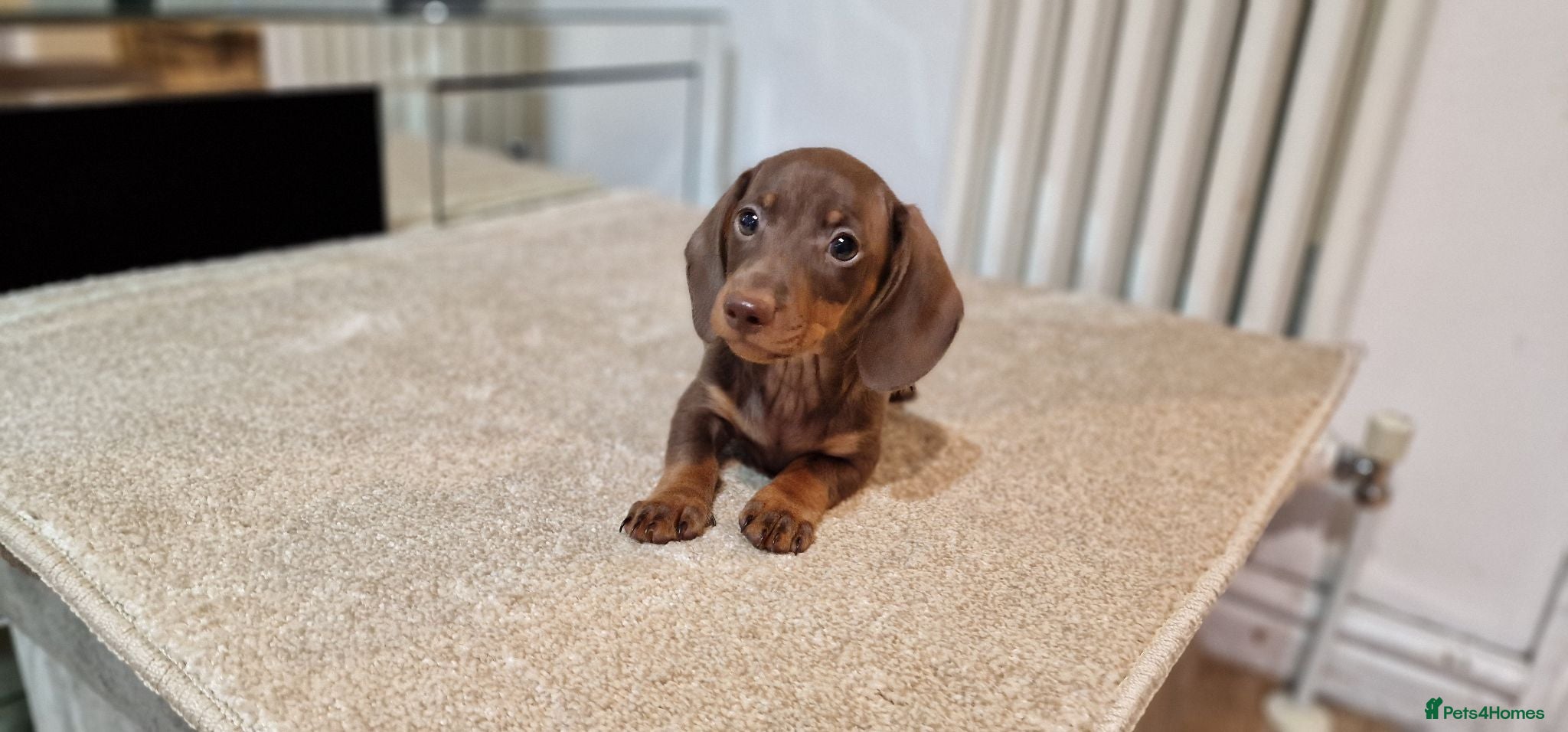 Miniature Dachshund dogs LAST PUPPY AVAILABLE  MINI DACHSHUND  - Advert 2