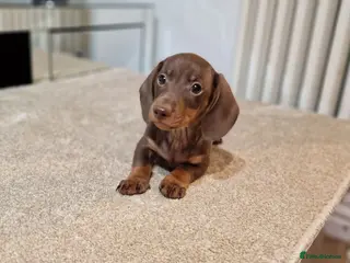 Miniature Dachshund dogs LAST PUPPY AVAILABLE MINI DACHSHUND - Advert 2
