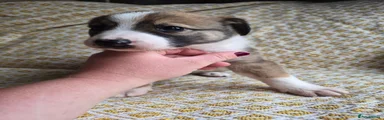 Border Collie 1