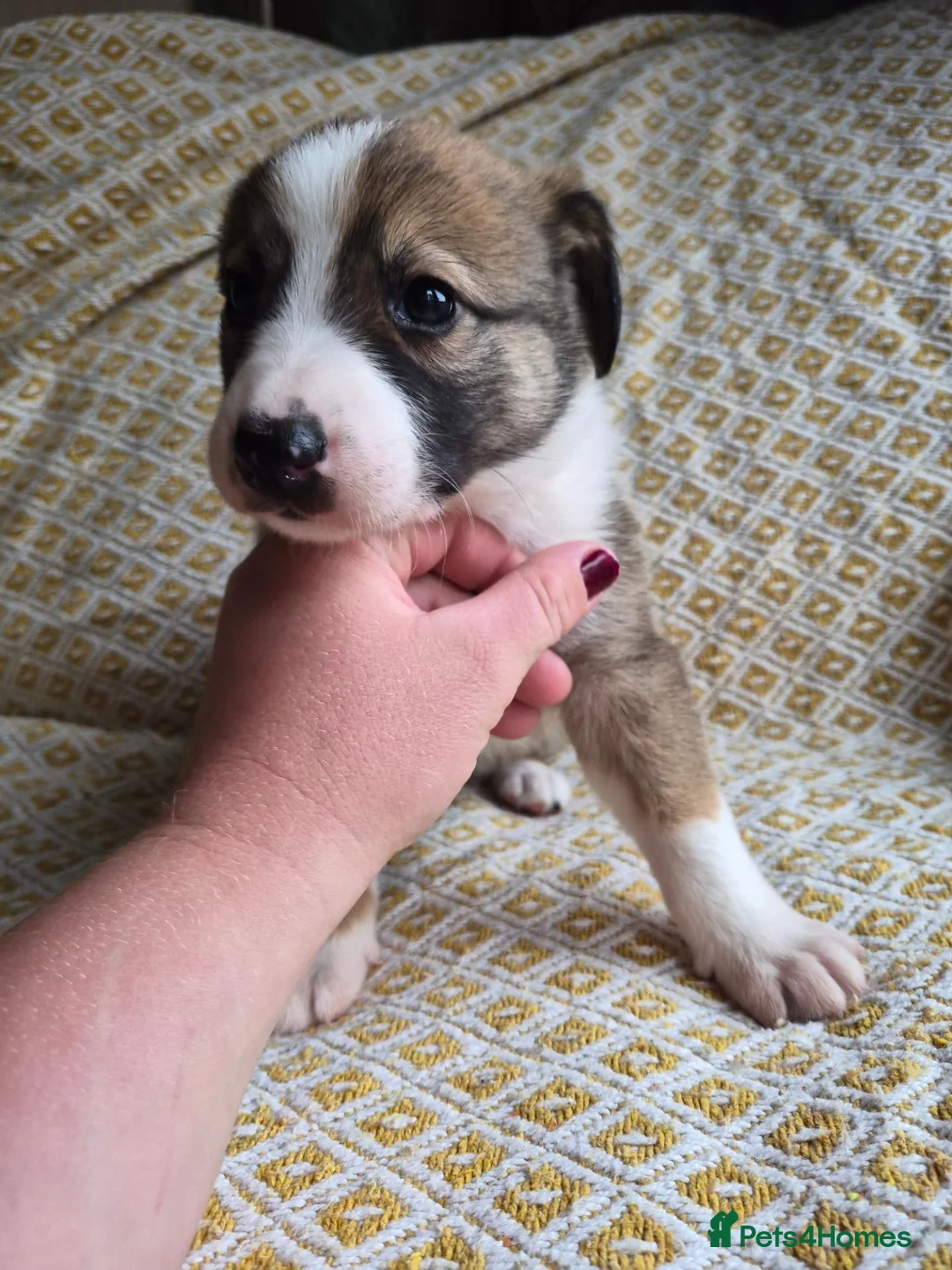 Border Collie dogs for sale: Border Collie puppies for sale in Crediton - Advert 20