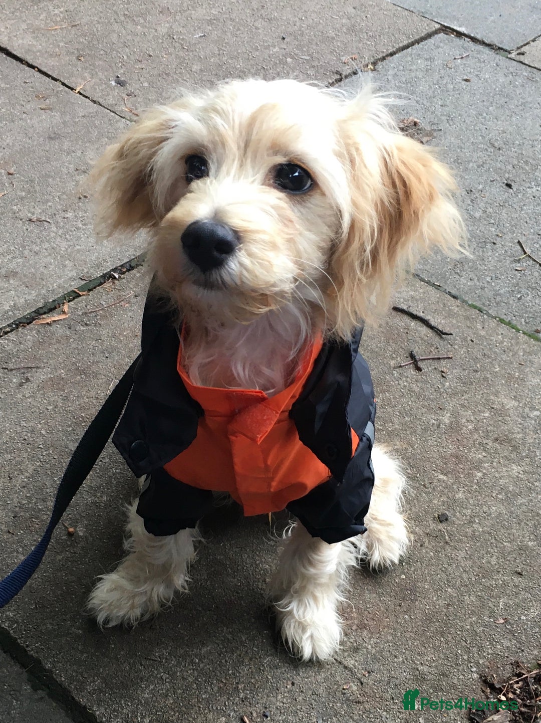 Cavapoochon dogs for stud: 🐾 Stud Available – Meet Eggy the Cavapoochon! 🐾 - Advert 14