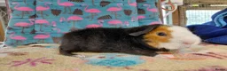 Guinea Pig rodents for sale: Baby Boars In Different Breeds  - Advert 4
