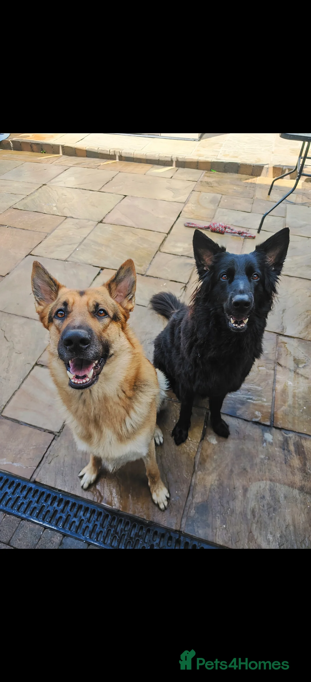 German Shepherd dogs for stud: German Shepherd Stud - Barney - Advert 2