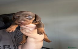 Miniature Dachshund dogs for sale: Miniature Dachshunds  - Image 2