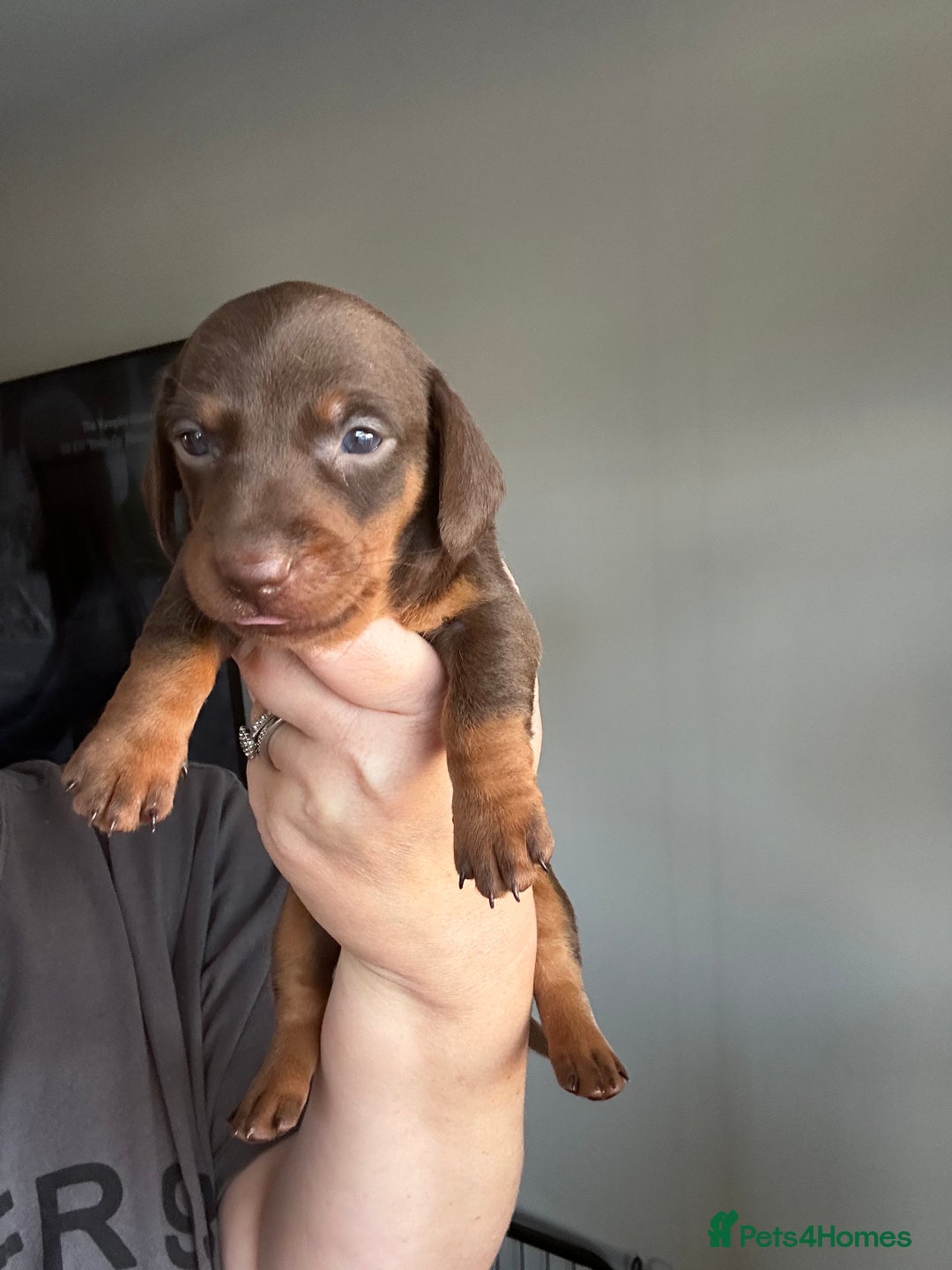 Miniature Dachshund dogs for sale: Miniature Dachshunds  - Image 2