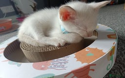 Siamese cats for sale: cuddliest boy ever is looking for home - Image 1
