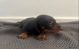 Miniature Dachshund dogs for sale: Miniature dachshunds  - Image 4