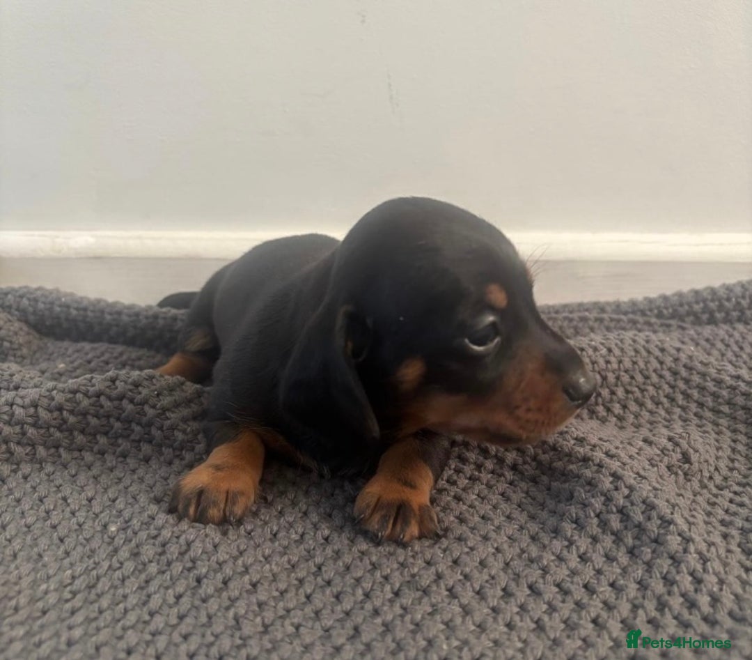 Miniature Dachshund dogs for sale: Miniature dachshunds  - Image 4