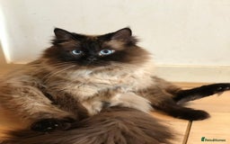 Ragdoll cats for sale: Sensitive Ragdoll Cross Needs a Forever Family - Image 3