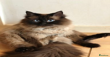 Ragdoll cats - Advert 13