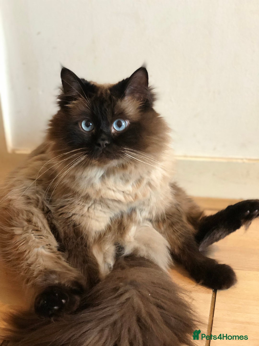 Ragdoll cats for sale: Sensitive Ragdoll Cross Needs a Forever Family - Image 3