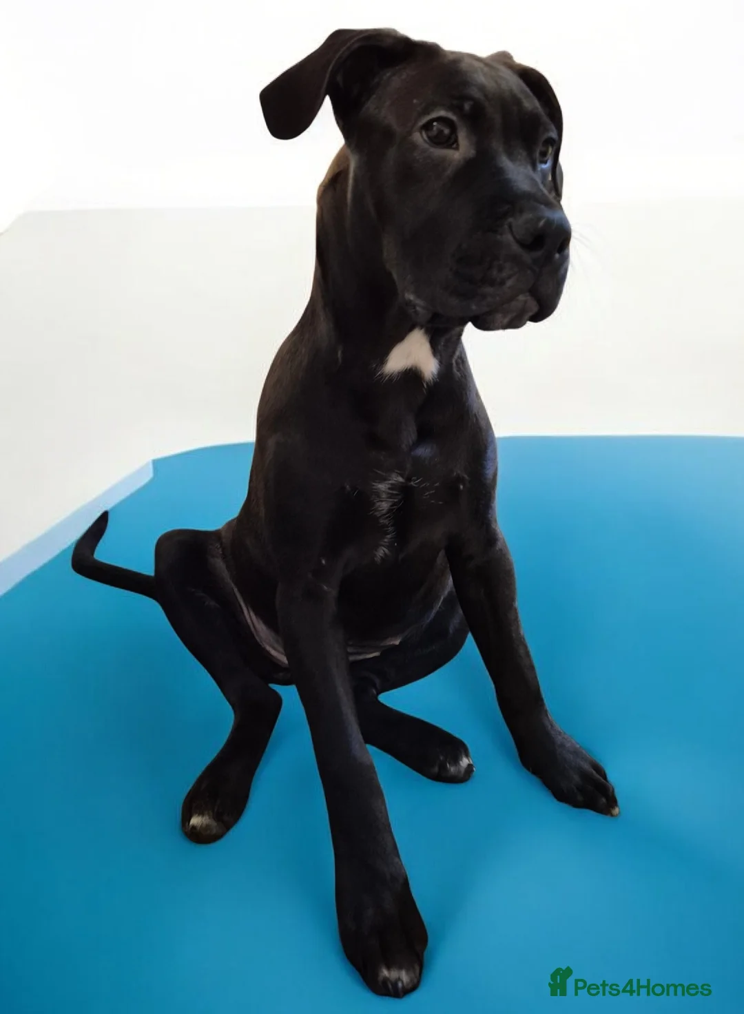 Mixed Breed dogs for sale: Bullmastiff Cross Puppies  - Advert 13