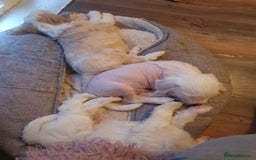 Chinese Crested dogs for stud: Mr stanley STUD ONLY KC REGISTERED  in Swindon - Image 17