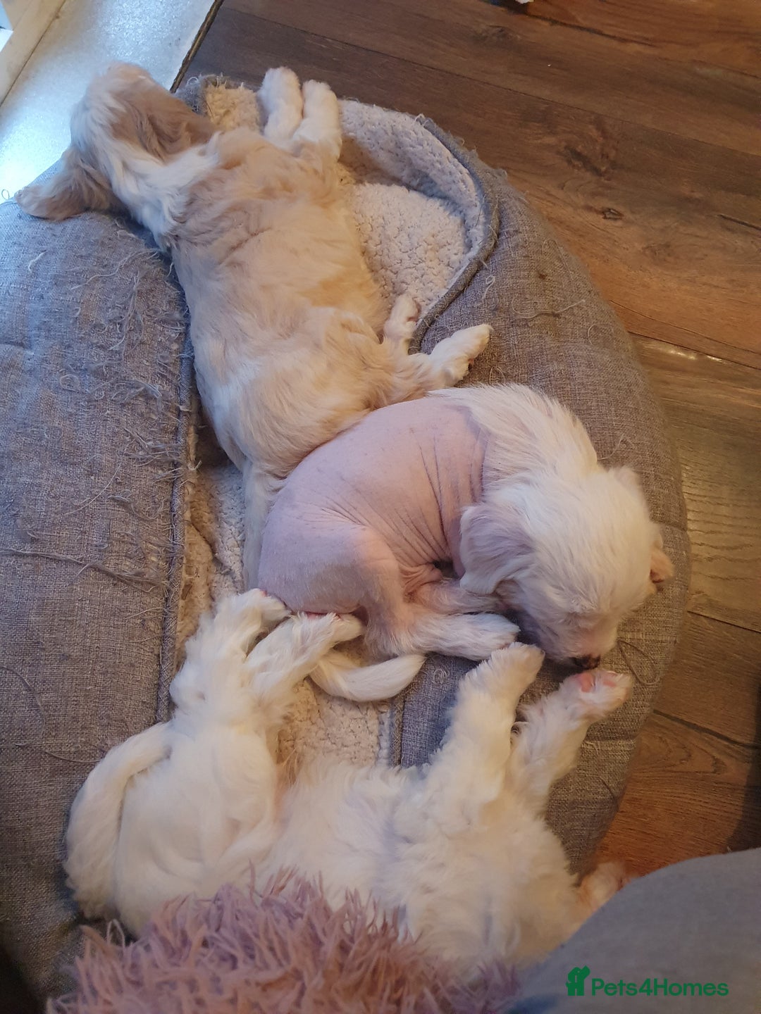 Chinese Crested dogs for stud: Mr stanley STUD ONLY KC REGISTERED  in Swindon - Image 17