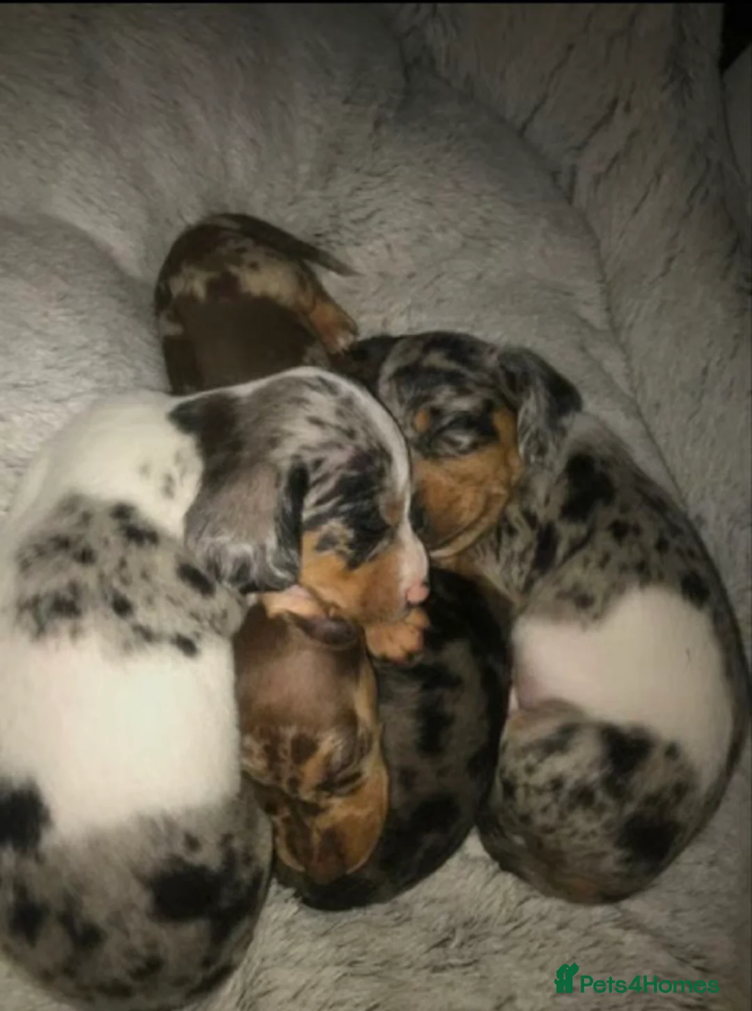 Miniature Dachshund dogs for sale: Adorable Miniature Dachshund Puppies - Advert 14