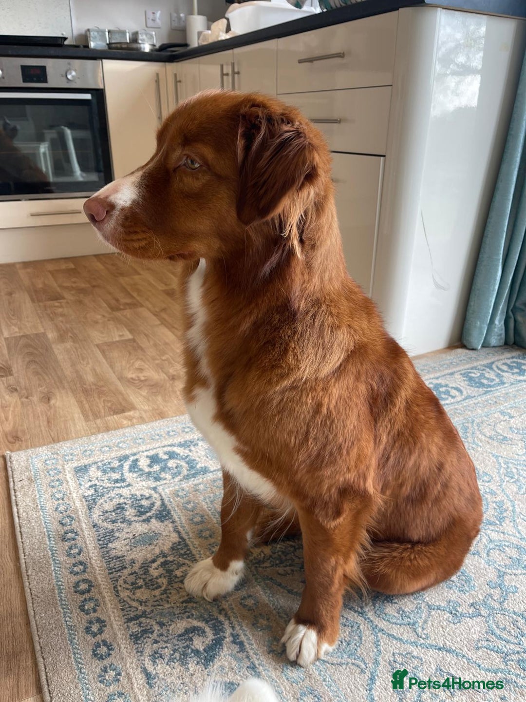 Nova Scotia Duck Tolling Retriever dogs for sale: Champ Line Health Tested KC Toller waiting list  - Image 3