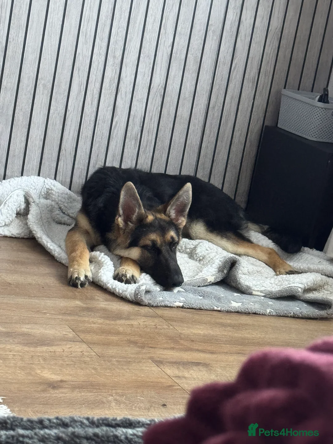 German Shepherd dogs for sale: Luck — German Shepherd Male — 6 Months Old - Advert 2