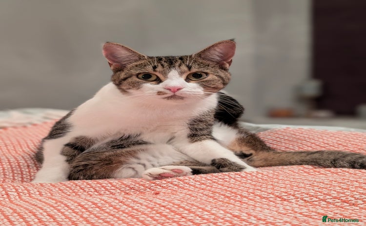 Mixed Breed cats Dottie  - Advert 12