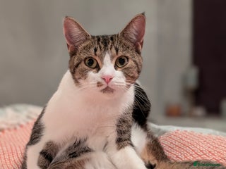 Mixed Breed cats Dottie - Advert 8