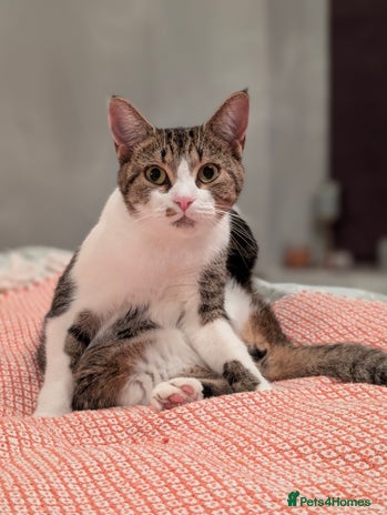 Mixed Breed cats Dottie - Advert 12