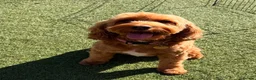 Cockapoo dogs for sale: Health Tested Multi Generational Cockapoos  - Advert 8